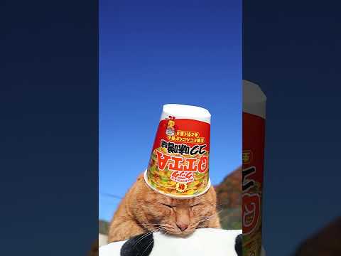 QTTA コク味噌味　260108　 のせ猫　カップラーメン　 cat cute ねこ　 ネコ　 猫のいる暮らし… サムネイル