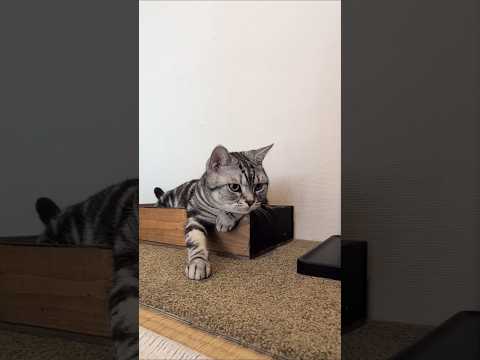 アメショーのラッテ #アメショ ＃アメリカンショートヘア＃猫との暮らし#猫と暮らす家#猫 サムネイル