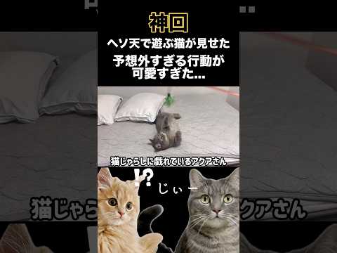 【神回】ヘソ天で遊ぶ猫が見せた、予想外すぎる行動が可愛すぎた...shorts 猫 猫好きさんと繋がりたい サムネイル