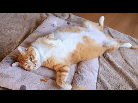 ぼーヘソ天　260129 サムネイル