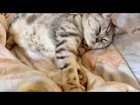 眠いけどふみふみしてるあいちゃん。 サムネイル