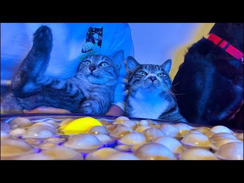 99%が眠くなる｜猫×ウッドボールの音ASMR Deep Relax ASMR｜Cat Purring & Woode… サムネイル
