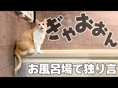 お風呂場で猫がひとりで喋ってるんですけど…。 サムネイル