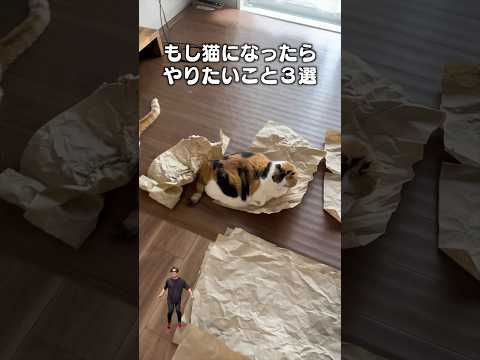 「もし猫になったらやりたいこと３選」猫あるある|フルはApple Musicほか音楽アプリへ サムネイル