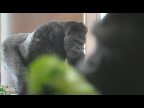 人も変わるがゴリラも変わる。変わりゆくシャバーニファミリー　東山動植物園　ゴリラ　202512 サムネイル