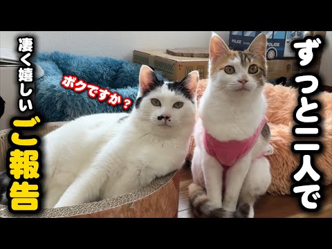 ふたり一緒でお願いします！夢のような譲渡が決まりました サムネイル