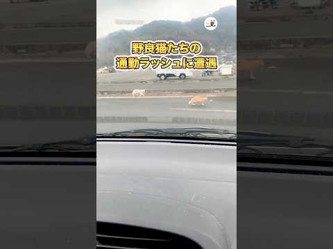 野良猫たちの通勤ラッシュに遭遇｜PECO サムネイル