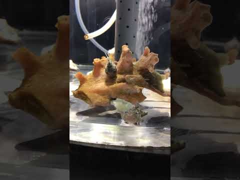 フウセンウオの稚魚 サムネイル