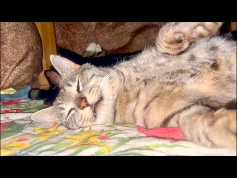 99%が5分で眠くなる😴 猫のゴロゴロ×Water Wood ASMR サムネイル