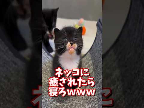ネッコの動画で癒されたら寝ろｗｗｗ　2ch  動物  猫 癒やし ねこ動画 サムネイル