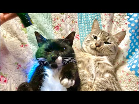 気づいたら眠くなってた…😴猫×水の音 | Cat Purring & Water Wooden Balls サムネイル