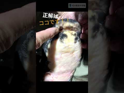 オーストラリアハイギョの鼻  shots 名古屋港水族館 サムネイル