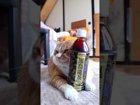 POM　黒烏龍茶　251226　のせ猫　 cat cute 猫のいる暮らし　 ネコ　 ねこ　 猫のいる生活　 cute… サムネイル