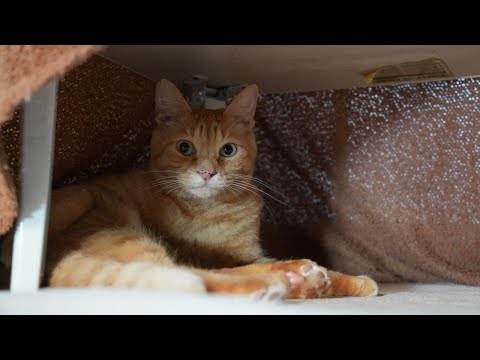 チャトラ毛づくろい　251223 サムネイル