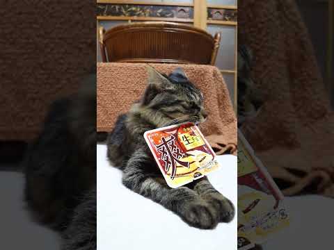 爽　生チョコinバニラ　260112　のせ猫　爽　 cat cute 猫のいる暮らし　 ネコ　 ねこ　 猫のいる生活… サムネイル