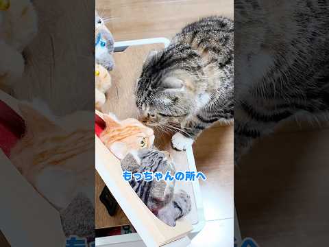 サプライズプレゼントで亡くなった猫への愛があふれ出したニャンズたち🥺🥺🥺 猫 サムネイル