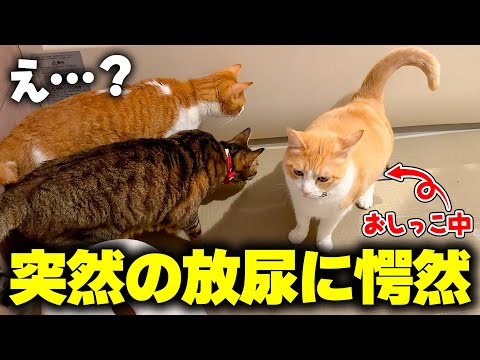 お風呂場での突然の放尿に、居合わせた猫たちが理解不能になりました サムネイル