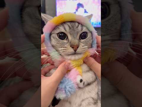 子猫の頃からママの歌で育った結果...!! cat 猫 サムネイル