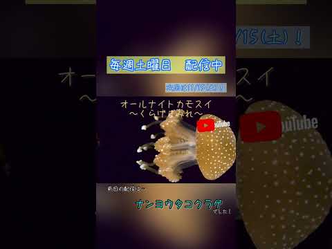 第226回 オールナイトカモスイ〜くらげまみれ〜 ナンヨウタコクラゲ shorts サムネイル
