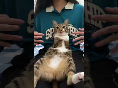 Dream collaboration サムネイル