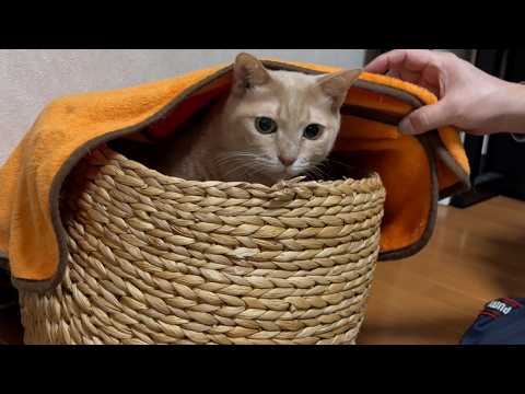 ふかふかのベッドで優雅に暮らす猫 サムネイル