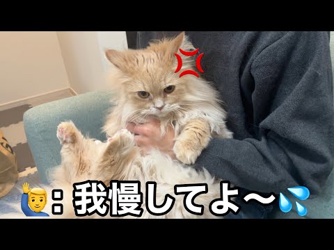 足裏バリカン中に猫が凶暴化。苦戦するパパを助けてくれたのは… サムネイル