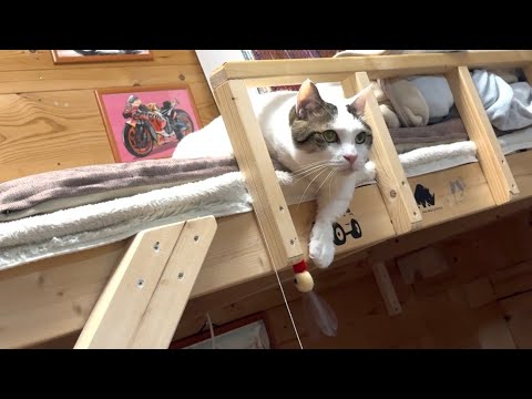落っこちそうなおもちゃを短いお手手で助けようとする猫 サムネイル