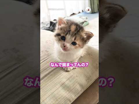 なんでかしげてるの？｜PECO サムネイル