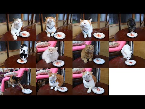 お正月　ちゃぶ台の上のマグロのお刺身　260101 サムネイル