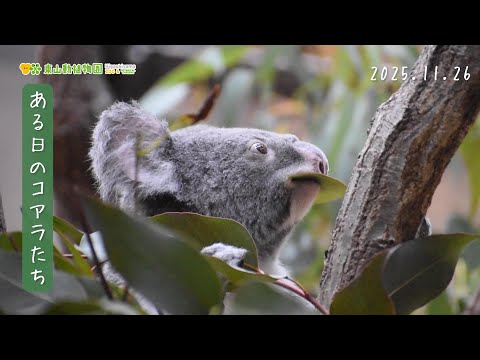 【東山動植物園公式】ある日のコアラたち《 コアラ 》 サムネイル
