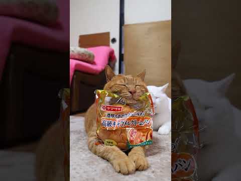 高級キャラメルクリームパン　260115　ねこ　のせ猫　 cat cute ネコ　 猫のいる暮らし　 ねこ　 cute… サムネイル