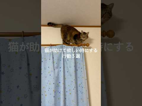 猫が助けて欲しい時にする行動3選 猫 ねこ 猫好きさんと繋がりたい 猫のいる暮らし ねこ動画 保護猫 雑学 豆知識 V… サムネイル