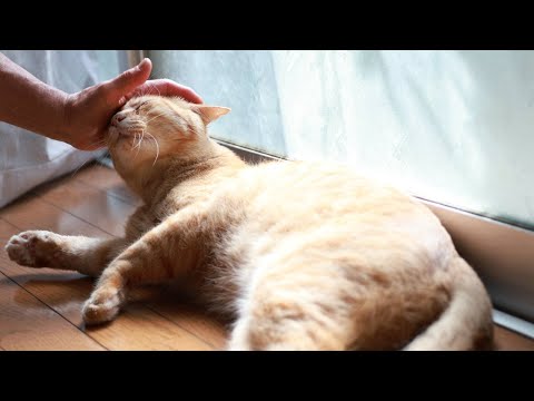 チャトラをなでなで　260117 サムネイル