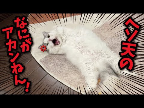 このお猫様ヘソ天しすぎぃぃぃぃぃいいいいいい！！！！！！！！ サムネイル