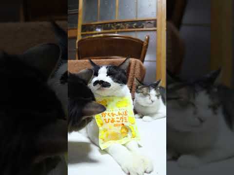かくれんぼひよこグミ　260124　のせ猫　グミ　 cat cute kitty　 ねこ　 kitten　 ネコ　 c… サムネイル
