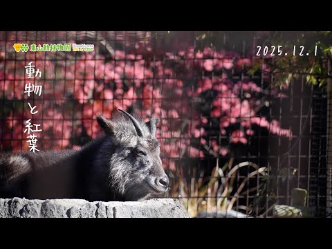 【東山動植物園公式】紅葉とニホンカモシカ〜休園日のゴローとモミカ〜《 ニホンカモシカ　カモシカ 》 サムネイル