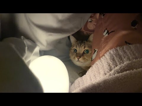 特別な寝床を見つけてしまった猫が可愛いすぎた… サムネイル