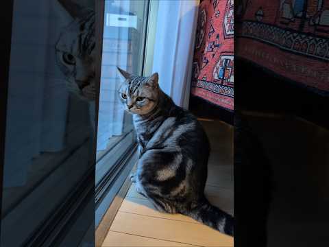 アメショーのラッテ アメショ アメリカンショートヘア 猫のいる暮らし 猫と暮らす家猫 サムネイル
