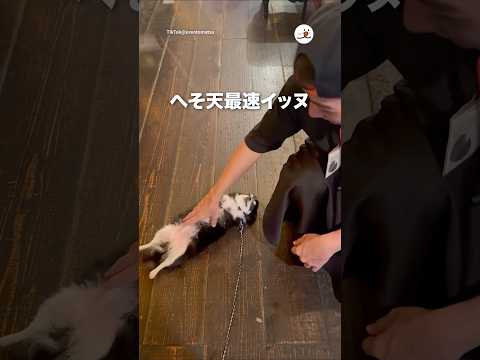 警戒心どこに置いてきた？｜PECO サムネイル