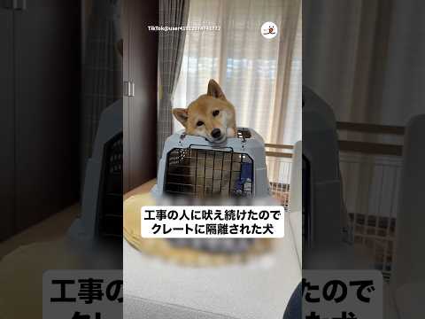 反省の顔？｜PECO サムネイル