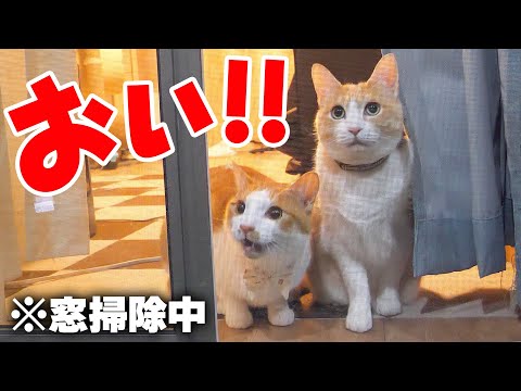 窓を掃除している飼い主に猫達から文句があるようです。 サムネイル