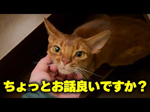 実家猫のナナちゃんから「話がある」と呼び止められました。 サムネイル