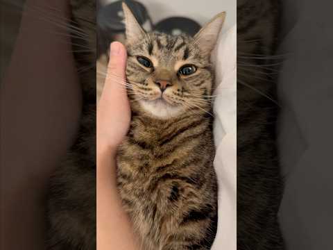 お留守番してた娘(猫)を愛でる!! cat 猫 サムネイル