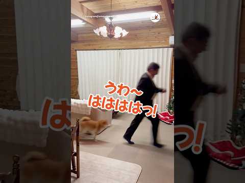 パパさん帰宅後の謎ルーティーン｜PECO サムネイル
