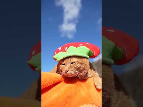 いちご帽子　260126　のせ猫　帽子　苺帽子　 cat cute kitty　 ねこ 猫のいる暮らし kitten… サムネイル