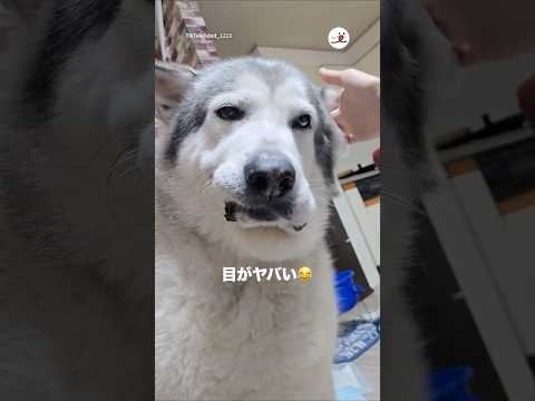 話題の愛犬耳掃除動画！癒しの瞬間を見逃すな サムネイル