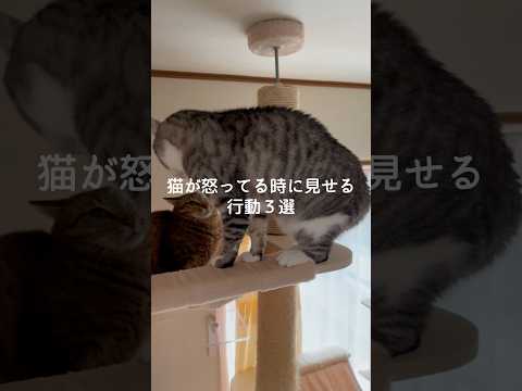 猫が怒ってる時に見せる行動3選 猫 ねこ 猫好きさんと繋がりたい 猫動画 ねこ動画 保護猫 猫のいる生活 雑学 豆知識… サムネイル