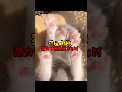 猫さんいつもありがとう🙏 猫 cat cats cute サムネイル
