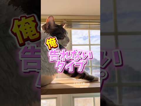 控えめでアピール出来ない球太cats shorts 球太 サムネイル