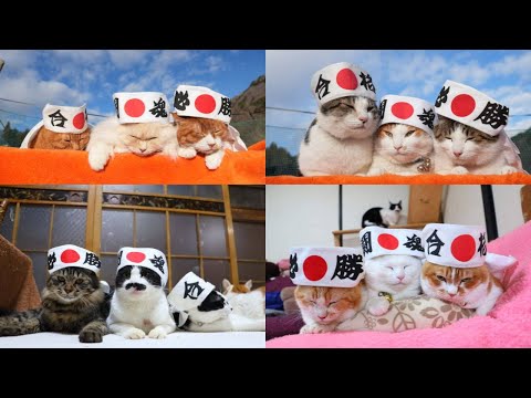 合格・闘魂・必勝　のせ猫　260129 サムネイル